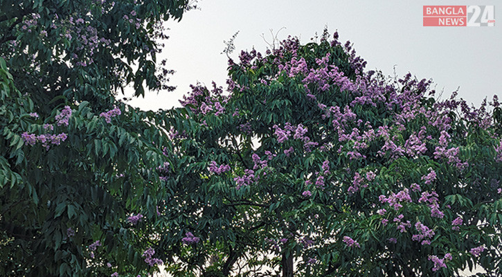 ঢাকা বিশ্ববিদ্যালয়ের মলচত্বর, কেন্দ্রীয় লাইব্রেরী, কার্জন হল এলাকায় ফুটেছে জারুল ফুল। ছবি: ফাহিম হোসেন